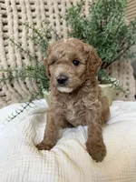 Lightening, a male Miniature Goldendoodle for sale in Waco, TX – Photo 6 of 6