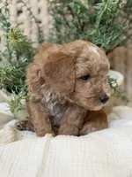 Mater, a male Miniature Goldendoodle for sale in Waco, TX – Photo 2 of 6