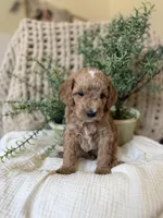 Mater, a male Miniature Goldendoodle for sale in Waco, TX – Photo 6 of 6