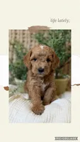 Mater, a male Miniature Goldendoodle for sale in Waco, TX – Photo 3 of 6