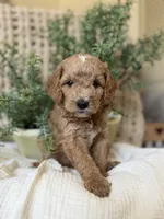 Mater, a male Miniature Goldendoodle for sale in Waco, TX – Photo 5 of 6