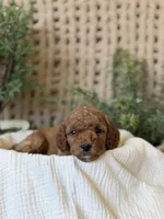 Doc, a male Miniature Goldendoodle for sale in Waco, TX – Photo 10 of 10