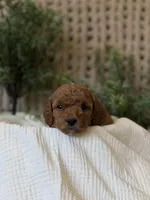 Doc, a male Miniature Goldendoodle for sale in Waco, TX – Photo 5 of 10