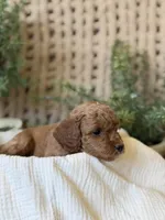 Doc, a male Miniature Goldendoodle for sale in Waco, TX – Photo 4 of 10