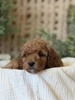 Doc, a male Miniature Goldendoodle for sale in Waco, TX – Photo 9 of 10