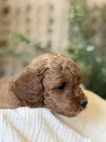 Doc, a male Miniature Goldendoodle for sale in Waco, TX – Photo 6 of 10