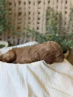 Doc, a male Miniature Goldendoodle for sale in Waco, TX – Photo 7 of 10