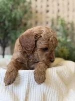 Doc, a male Miniature Goldendoodle for sale in Waco, TX – Photo 8 of 10