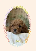 Doc, a male Miniature Goldendoodle for sale in Waco, TX – Photo 1 of 10