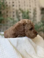 Doc, a male Miniature Goldendoodle for sale in Waco, TX – Photo 2 of 10