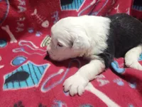 Molly, a female Old English Sheepdog for sale in Montgomery, IN – Photo 2 of 4