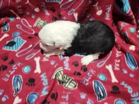 Molly, a female Old English Sheepdog for sale in Montgomery, IN – Photo 3 of 4