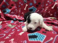 M3 Patches, a male Old English Sheepdog for sale in Montgomery, IN – Photo 4 of 6