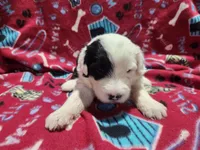 M3 Patches, a male Old English Sheepdog for sale in Montgomery, IN – Photo 2 of 6