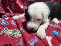 M3 Patches, a male Old English Sheepdog for sale in Montgomery, IN – Photo 3 of 6