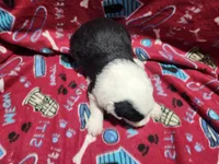 M3 Patches, a male Old English Sheepdog for sale in Montgomery, IN – Photo 1 of 6