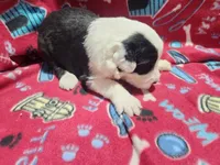 M3 Patches, a male Old English Sheepdog for sale in Montgomery, IN – Photo 5 of 6