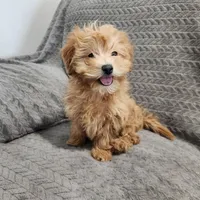 Princess, a female Maltipoo for sale in Montgomery, IN – Photo 3 of 3