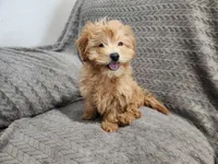 Princess, a female Maltipoo for sale in Montgomery, IN – Photo 3 of 3