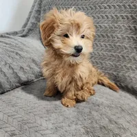 Princess, a female Maltipoo for sale in Montgomery, IN – Photo 2 of 3