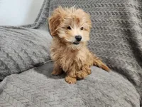 Princess, a female Maltipoo for sale in Montgomery, IN – Photo 2 of 3