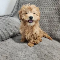 Princess, a female Maltipoo for sale in Montgomery, IN – Photo 1 of 3