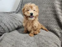Princess, a female Maltipoo for sale in Montgomery, IN – Photo 1 of 3