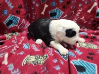 M4 Bear, a male Old English Sheepdog for sale in Montgomery, IN – Photo 3 of 6