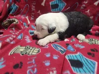 M4 Bear, a male Old English Sheepdog for sale in Montgomery, IN – Photo 6 of 6