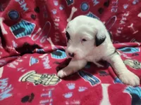 M4 Bear, a male Old English Sheepdog for sale in Montgomery, IN – Photo 1 of 6