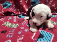 M4 Bear, a male Old English Sheepdog for sale in Montgomery, IN – Photo 5 of 6