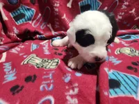 M4 Bear, a male Old English Sheepdog for sale in Montgomery, IN – Photo 4 of 6