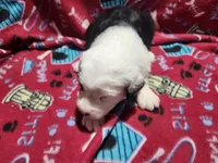 M4 Bear, a male Old English Sheepdog for sale in Montgomery, IN – Photo 2 of 6