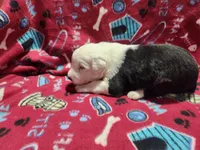 M1 Rascal, a male Old English Sheepdog for sale in Montgomery, IN – Photo 6 of 6