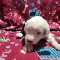 M1 Rascal, a male Old English Sheepdog for sale in Montgomery, IN – Photo 3 of 6