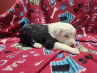 M1 Rascal, a male Old English Sheepdog for sale in Montgomery, IN – Photo 4 of 6