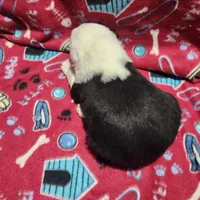 M1 Rascal, a male Old English Sheepdog for sale in Montgomery, IN – Photo 5 of 6