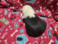 M1 Rascal, a male Old English Sheepdog for sale in Montgomery, IN – Photo 5 of 6