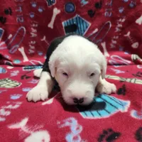 M1 Rascal, a male Old English Sheepdog for sale in Montgomery, IN – Photo 1 of 6