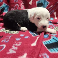 M1 Rascal, a male Old English Sheepdog for sale in Montgomery, IN – Photo 2 of 6