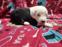 M1 Rascal, a male Old English Sheepdog for sale in Montgomery, IN – Photo 2 of 6