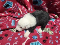 M2 Spot, a male Old English Sheepdog for sale in Montgomery, IN – Photo 5 of 5