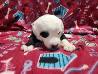 M2 Spot, a male Old English Sheepdog for sale in Montgomery, IN – Photo 3 of 5