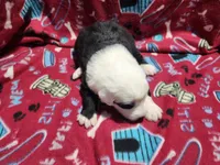 M2 Spot, a male Old English Sheepdog for sale in Montgomery, IN – Photo 2 of 5