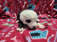 M2 Spot, a male Old English Sheepdog for sale in Montgomery, IN – Photo 1 of 5