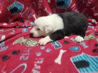 M2 Spot, a male Old English Sheepdog for sale in Montgomery, IN – Photo 4 of 5