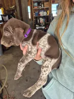 Purple Female, a female German Shorthaired Pointer for sale in Dillwyn, VA – Photo 2 of 4
