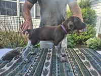 Purple Female, a female German Shorthaired Pointer for sale in Dillwyn, VA – 2 of 6