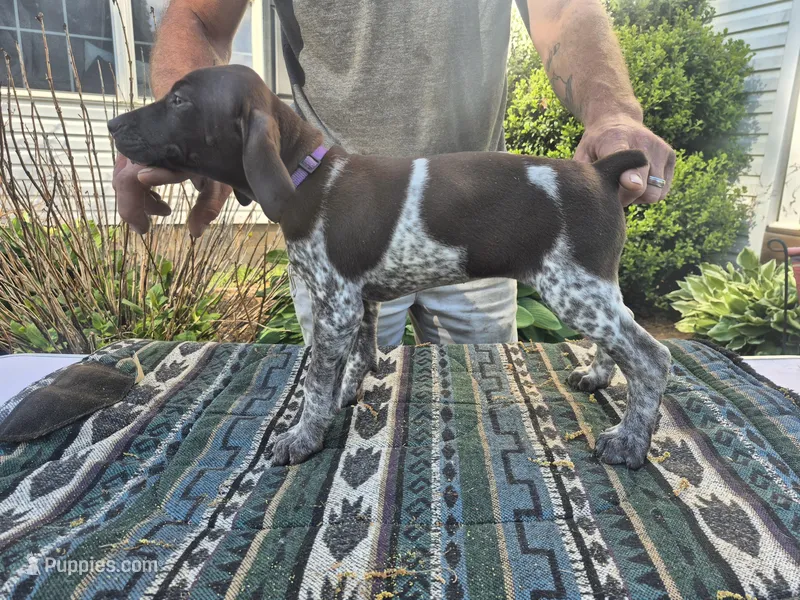 Purple Female – German Shorthaired Pointer puppy for sale in Dillwyn, VA