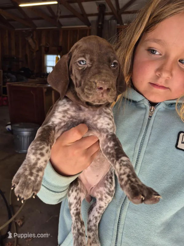 Purple Female – German Shorthaired Pointer puppy for sale in Dillwyn, VA